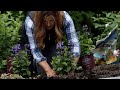 Planting Powerhouse Perennials: 4 Varieties of Nepeta & 1 Coreopsis! 💪🌸🌿 // Garden Answer