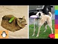 Большинство смешных собак и кошек не удается 🐶 Видео