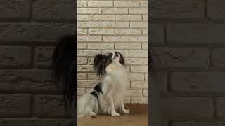 Unveiling the Elegance and Intelligence of Papillon Dogs #newtimes #papillon #dog #pets #doglover