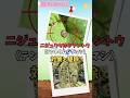【ナスの葉と果実を食害する虫】ニジュウヤホシテントウ(テントウムシダマシ)効果的な駆除と対策