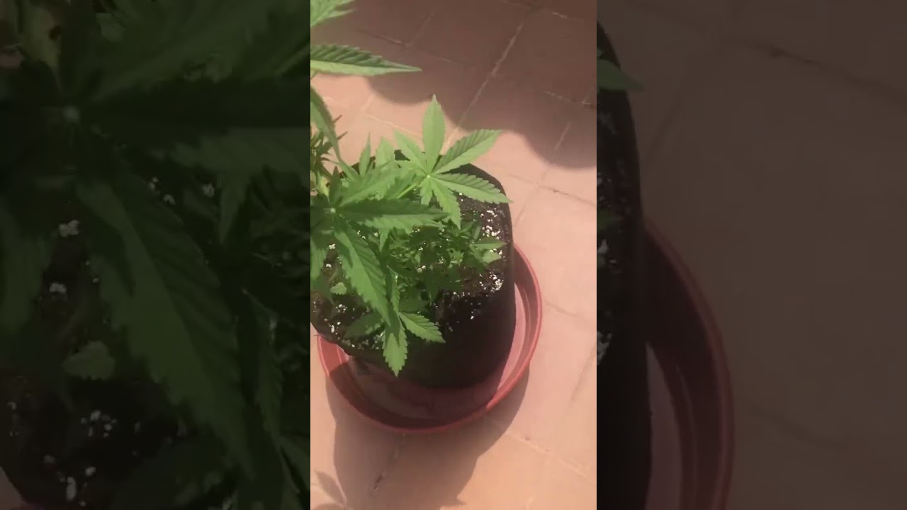 23 день автоцветам марихуаны, вчера удобрил оба растения, видно проблемы на листьях 