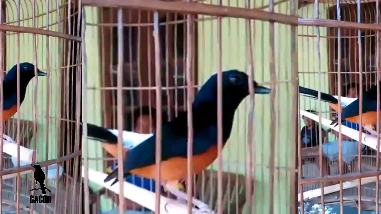 Suara Burung Murai Batu Nias Super Gacor Ngerock Youtube