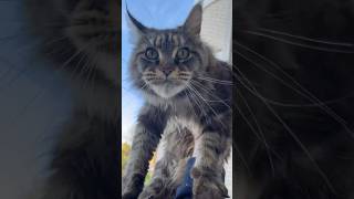 Feral Maine Coon Cat So Hungry #Cat #Mainecoon