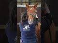 🐴 10 Reasons Why Your Horse Needs Equine Sports Massage Therapy! 💆‍♀️✨ #Horse #Massage #Equestrian
