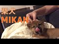 柴犬（豆柴）みかん｜赤ちゃんのような癒し動画。