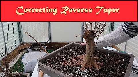 Correcting Reverse Taper in a Trident Maple Pre Bonsai (Ebihara Work Part 2)