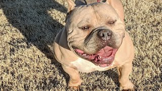 American Bully Kennel: skinny puppy update