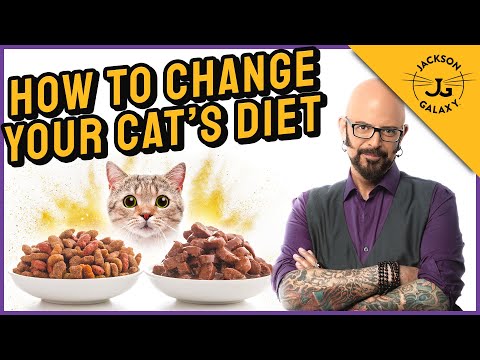 Video: How To Transfer A Cat To Dry Food