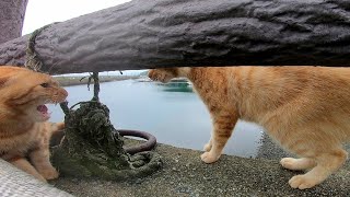 今にも海に落ちそうな岸壁で喧嘩する島の野良猫