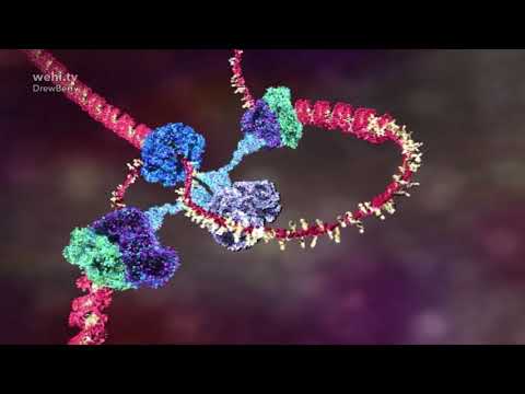 DNA animations by wehi.tv for Science-Art exhibition