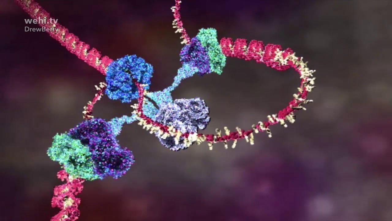 DNA animation (2002-2014) by Drew Berry and Etsuko Uno  #ScienceArt  - YouTube
