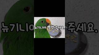 [지구젤리] 뉴기니아에게 펠렛을 주라고요?