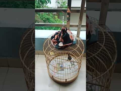 Video Cách thuần hoá chòe than chuyền của mh là gì (xích... - youtube