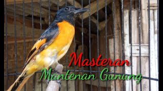 Masteran Mantenan Gunung Istimewa