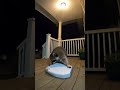 CAUGHT ON CAMERA: Racoon Steals Pizza off My Neighbors Porch! #Shorts #animalshorts #wildlife #pizza