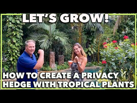 HOW TO PLANT A PRIVACY HEDGE