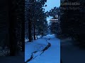 Snow and silence #naturereels#cinematicreels#natureaesthetic#earthvisuals#wildcanvas