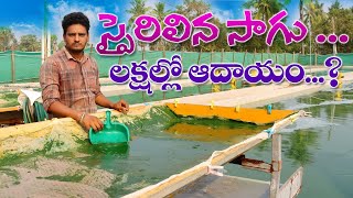 స్పైరులినా సాగు లక్షల్లో ఆదాయం? | Spirulina farming Full Information | AgriTech Telugu