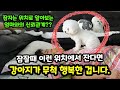 【짱아까미】 강아지 잠자는 자세로 알아보는 심리 7가지│강아지가 엄마에게 사랑받으면 보이는 잠자는 자세, 행동 7가지