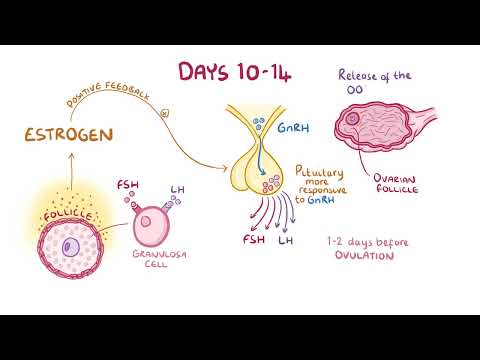 The Menstrual Cycle