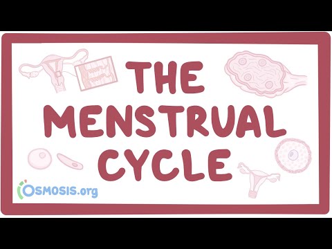 Video: Ce evenimente au loc în timpul fazei menstruale?