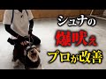 シュナウザーの興奮、爆吠えをプロドッグトレーナーがしつけ改善します