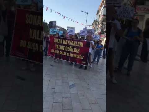 Sokak hayvanları için Maltepe'de miting! Katliam Yasası geri çekilsin! 1.Bölüm