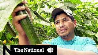 COVID-19 measures could hit Canada’s homegrown food supply