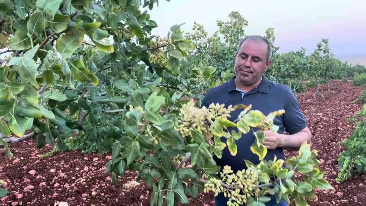 Antep fıstıklı