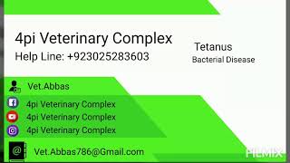 Tetanus in animals by 4pi veterinary clinic... by Ghulam Abbas 23 views 4 years ago 3 minutes, 30 seconds