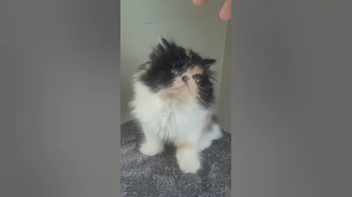 Watch the video about Exotic Longhair Persian Female 8weeks old Calico ♥️