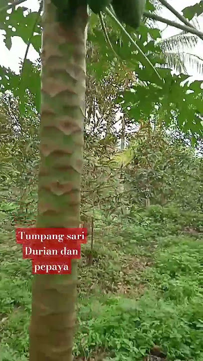 Tumpang sari durian dan pepaya ..GK bahaya ya? #durian #10million