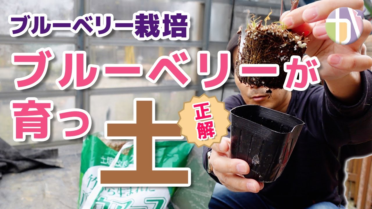 [Обязательно к просмотру для начинающих] Как быстро вырастить чернику? Секретные советы по пригот...