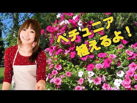 ガーデニング 寄せ植え ペチュニア植えるよ 花壇 春夏秋 Gardening Youtube