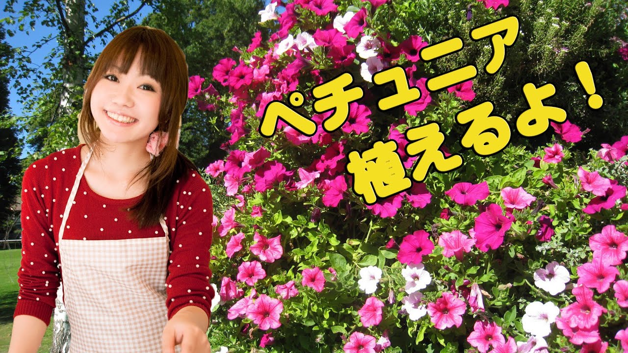 ガーデニング 寄せ植え ペチュニア植えるよ 花壇 春夏秋 Gardening Youtube