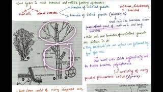 Vegetative structure of Polysiphonia @CuriousCelll