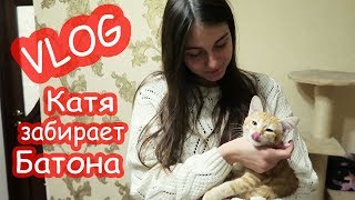 VLOG Костя привёз Катю. Батон таки поедет в Киев