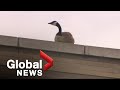 Widowed goose seeking dead mate tugs at heartstrings of Toronto shoppers