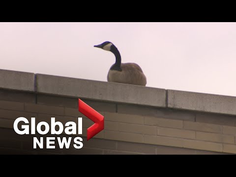 Widowed goose seeking dead mate tugs at heartstrings of Toronto shoppers