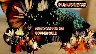 MODE CEPAT|| Cetak nemo cooper gold Red koi cooper|| Versie Rizka betta TV