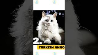 Uncovering Surprising facts about the Turkish Angora Cat – Prepare to be Amazed! #shorts #viral