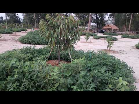 วีดีโอ: คลุมดินถั่วลิสง - วิธีการใช้ต้นถั่วเพื่อให้คลุมดิน