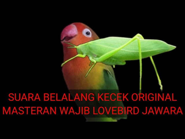 Suara belalang kecek JERNIH Masteran WAJIB lovebird JAWARA class=