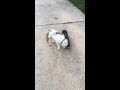 English Bulldog Learning Skateboard