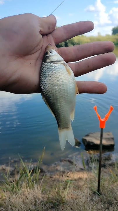 Дневная рыбалка для души. #рыбалка #fishing #nature #красотыприроды # ...