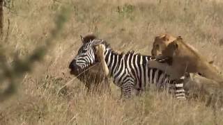 Young lions catch and kill an unfortunate zebra in Serengeti