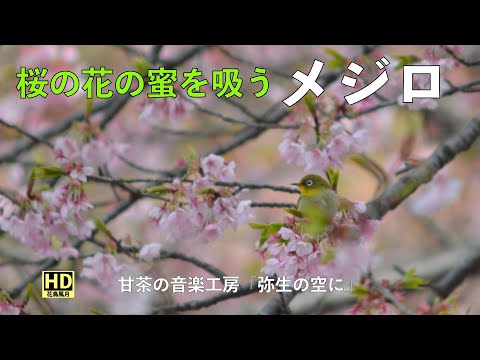 河津桜とメジロ】早春に花の蜜を求めて寄ってきます。 - YouTube