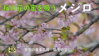 河津桜とメジロ】（初期作品）早春に花の蜜を求めて寄ってきます