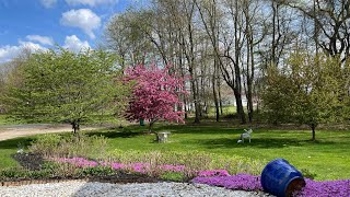 Magical Tour of Front Yard Garden with Spring Blooming Ornamental Crab Apple Tree and Creeping Phlox