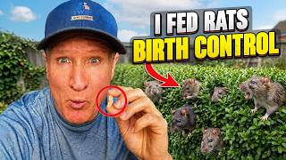 We Found Exactly How Rats Got In (Then Put Them on Birth Control)
